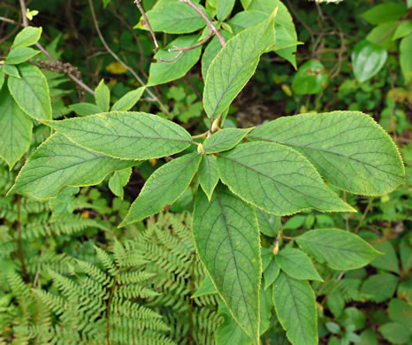 Clethra acuminata, Mountain Sweet-pepperbush, Cinnamonbark, Cinnamon Clethra, Mountain White-alder