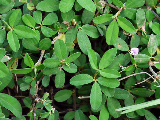 Kummerowia striata, Japanese-clover, Common Lespedeza, Annual Lespedeza