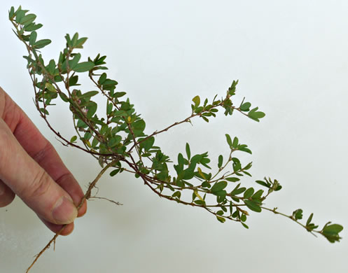 image of Kummerowia striata, Japanese-clover, Common Lespedeza, Annual Lespedeza