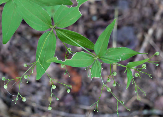 Galium latifolium, Purple Bedstraw, Wideleaf Bedstraw