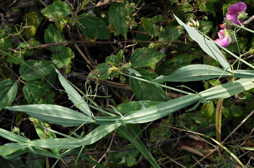 image of Lathyrus latifolius, Everlasting Pea, Perennial Sweet Pea