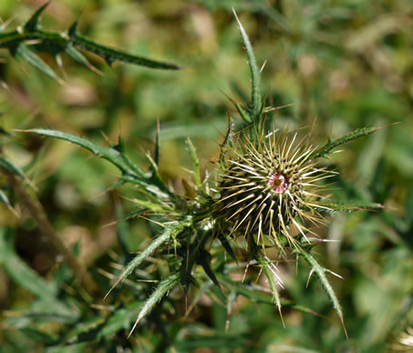 image of Cirsium discolor, Field Thistle