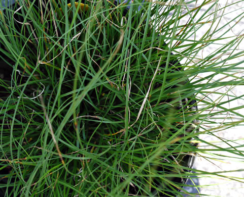 image of Carex appalachica, Appalachian Sedge