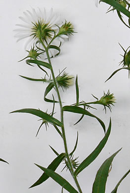 image of Symphyotrichum pilosum var. pilosum, Frost Aster, White Heath Aster