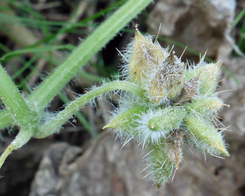 image of Sicyos angulatus, Bur-cucumber, Star-cucumber, Nimble-Kate