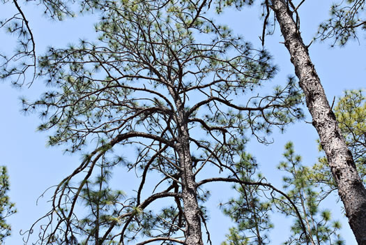 image of Pinus palustris, Longleaf Pine, Southern Pine