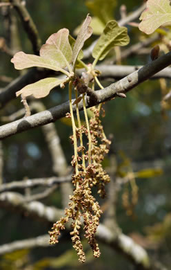 image of Quercus marilandica var. marilandica, Blackjack Oak