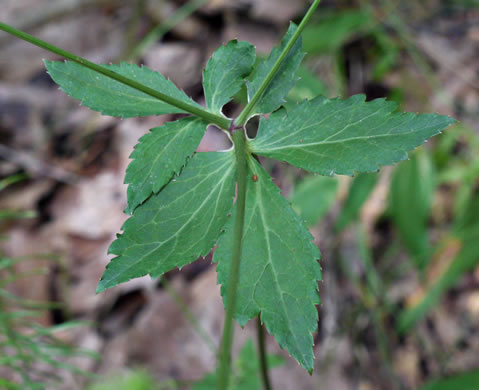 image of Sanicula smallii, Small's Sanicle, Southern Sanicle, Small's Black-snakeroot