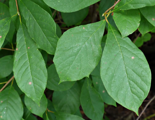 image of Nyssa sylvatica, Blackgum, Black Tupelo, Sour Gum