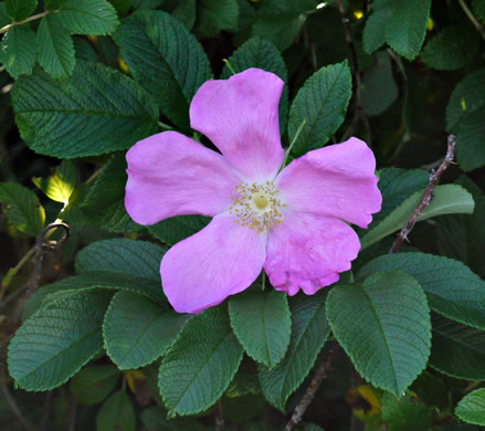 image of Rosa rugosa, Japanese Rose, Rugosa Rose, Beach Rose