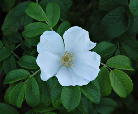 image of Rosa rugosa, Japanese Rose, Rugosa Rose, Beach Rose