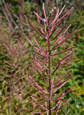 image of Chamaenerion angustifolium ssp. circumvagum, Great Willowherb, Fireweed