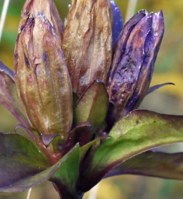 image of Gentiana latidens, Balsam Mountain Gentian