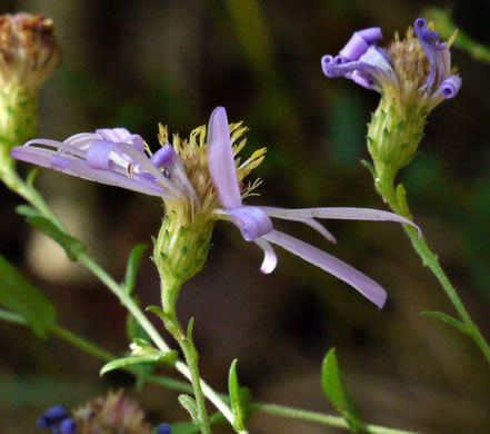 image of Symphyotrichum patens var. patens, Late Purple Aster, Common Clasping Aster, Late Blue Aster, Skydrop Aster