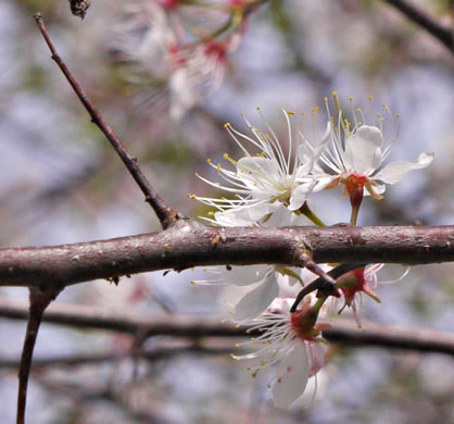 image of Prunus americana, American Wild Plum, Wild Plum