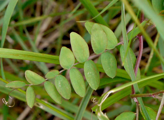 Vicia caroliniana, Carolina Vetch, Wood Vetch, Pale Vetch