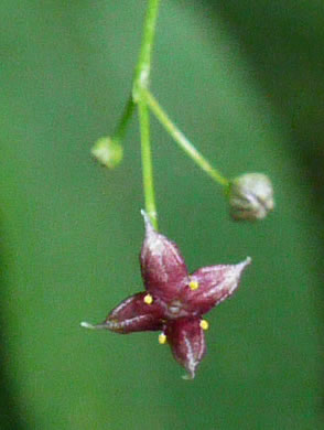image of Galium latifolium, Purple Bedstraw, Wideleaf Bedstraw