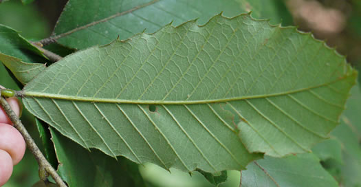 image of Castanea pumila, Common Chinquapin, Chinkapin, Allegheny Chinquapin