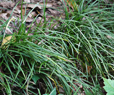image of Ophiopogon japonicus, Mondo Grass, Black Mondo, Monkeygrass