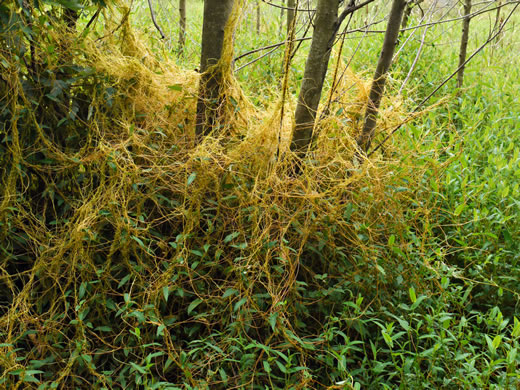 image of Cuscuta gronovii, Common Dodder, Swamp Dodder