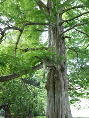 Taxodium distichum, Bald Cypress