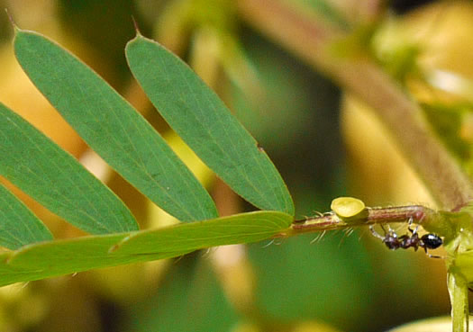 Chamaecrista fasciculata var. fasciculata, Common Partridge-pea, Showy Partridge Pea