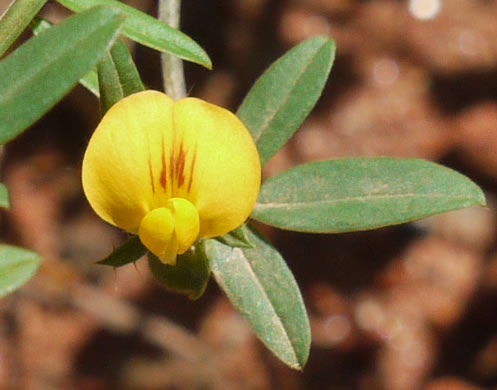 image of Stylosanthes biflora, Pencil-flower, Sidebeak Pencil-flower