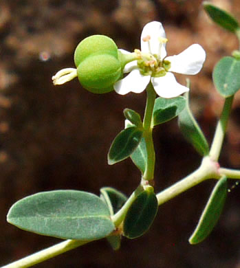 image of Euphorbia pubentissima, False Flowering Spurge, Southeastern Flowering Spurge, Southern Flowering Spurge