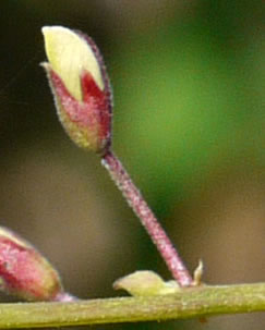 image of Desmodium laevigatum, Smooth Tick-trefoil