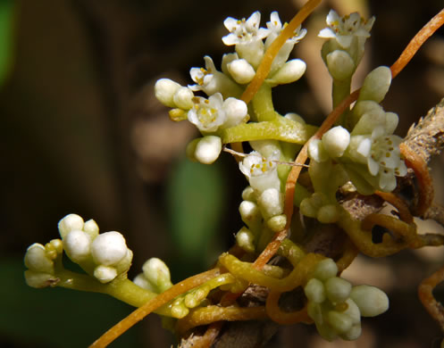 image of Cuscuta gronovii, Common Dodder, Swamp Dodder