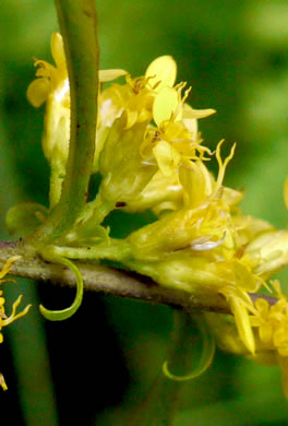 image of Solidago curtisii, Curtis's Goldenrod
