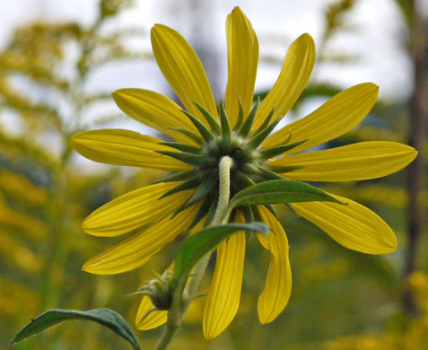 Helianthus giganteus, Tall Sunflower, Swamp Sunflower, Tuberous Sunflower, Giant Sunflower
