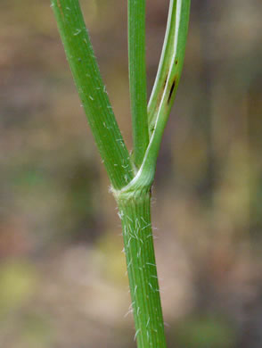 image of Daucus carota ssp. carota, Queen Anne's Lace, Wild Carrot, Bird's Nest
