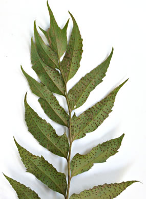 image of Cyrtomium falcatum, Japanese Holly-fern, Asian Net-veined Holly Fern