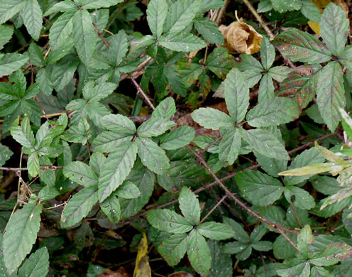 Rubus trivialis, Southern Dewberry, Coastal Plain Dewberry