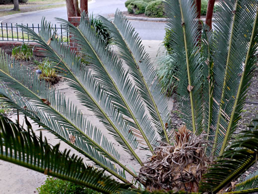 Cycas revoluta, Sago-palm