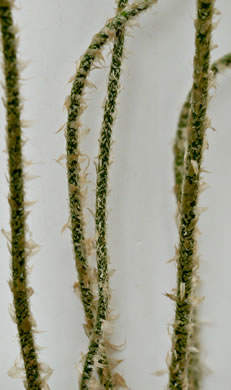 image of Polystichum acrostichoides, Christmas Fern
