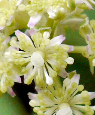 image of Actaea pachypoda, Doll's-eyes, White Baneberry, White Cohosh