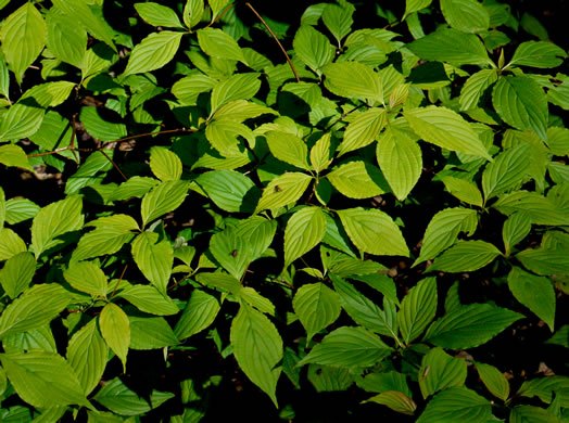 image of Swida alternifolia, Alternate-leaf Dogwood, Pagoda Dogwood, Pagoda Cornel