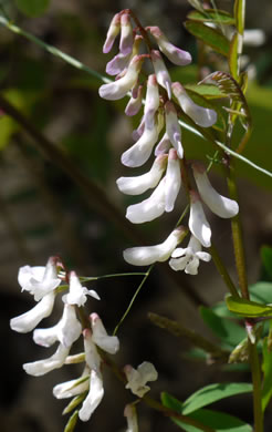 image of Vicia caroliniana, Carolina Vetch, Wood Vetch, Pale Vetch