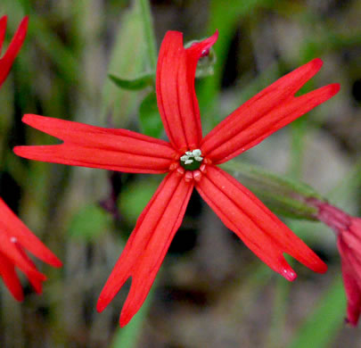 image of Silene virginica var. virginica, Fire-pink