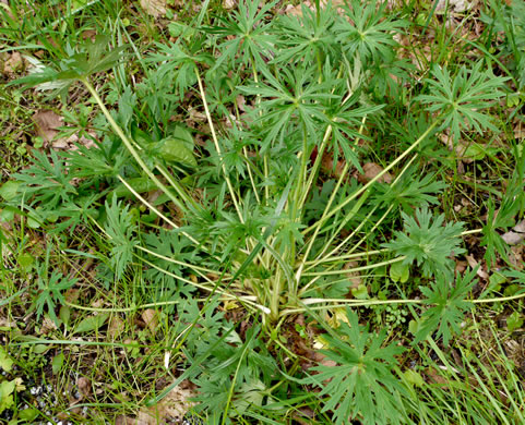 image of Ranunculus acris, Tall Buttercup, Bitter Buttercup