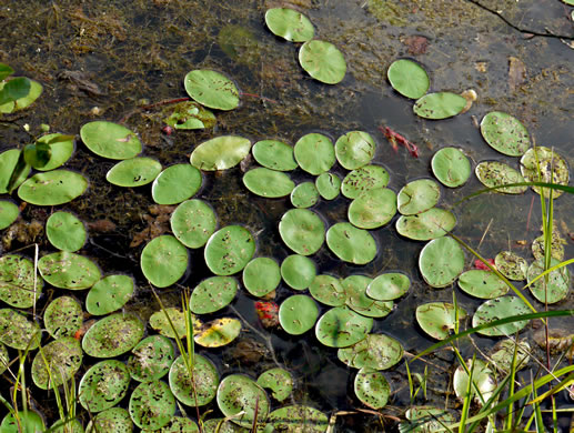 Brasenia schreberi, Water-shield, Purple Wen-dock