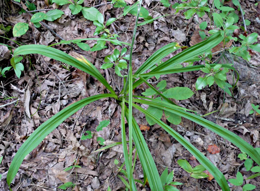Melanthium hybridum, Crisped Bunchflower, Broadleaf Bunchflower, Slender Bunchflower