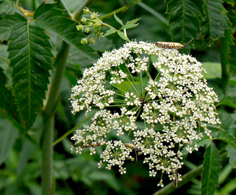 image of Cicuta maculata var. maculata, Water-hemlock, Spotted Cowbane