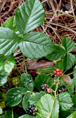 image of Rubus hispidus, Swamp Dewberry, Bristly Dewberry