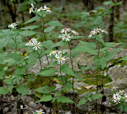 image of Eurybia chlorolepis, Blue Ridge White Heart-leaved Aster, Mountain Wood-aster