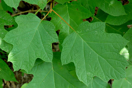 image of Hydrangea quercifolia, Oakleaf Hydrangea