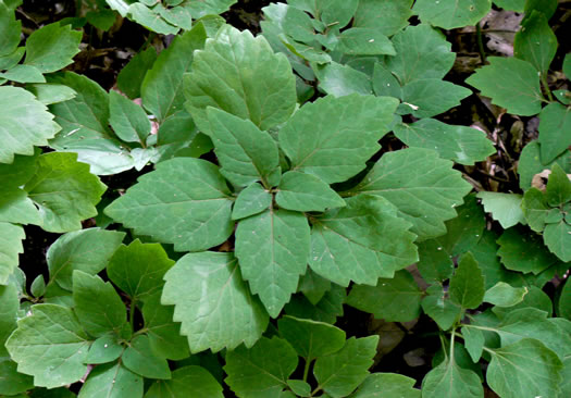 image of Pachysandra procumbens, Allegheny-spurge, Mountain Pachysandra