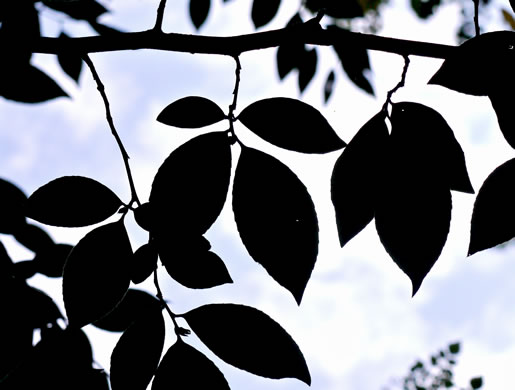 image of Stewartia malacodendron, Silky Camellia, Virginia Stewartia, Stewartia